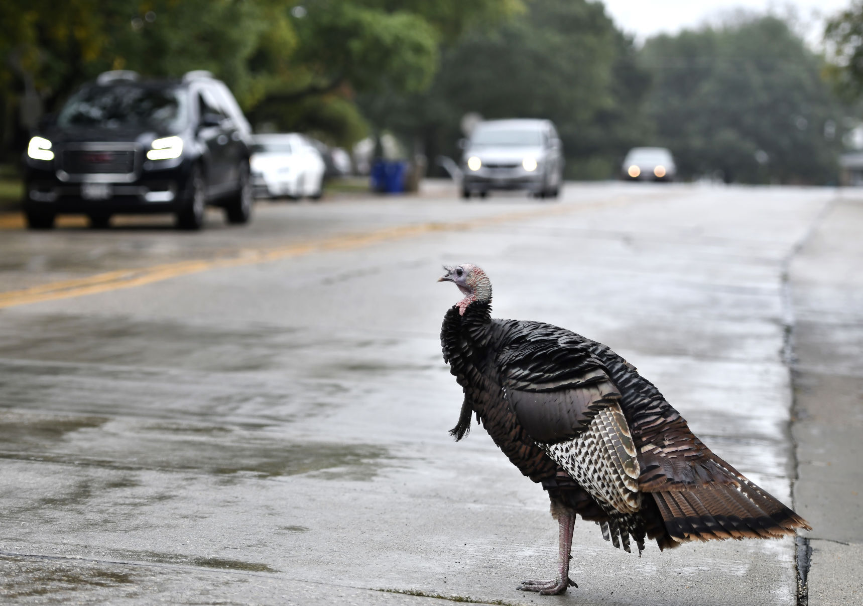 CARL - THE TURKEY